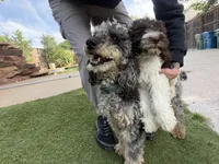 Red, a male Miniature Goldendoodle for sale in The Colony, TX – 6 of 9
