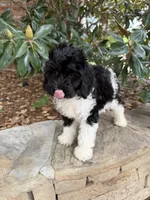 Oreo, a male Miniature Goldendoodle for sale in The Colony, TX – 2 of 10