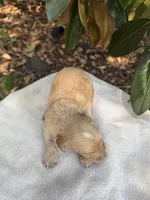 Archie, a male Miniature Goldendoodle for sale in The Colony, TX – 4 of 5