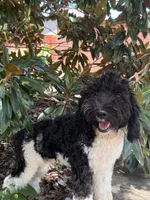 Oreo, a male Miniature Goldendoodle for sale in The Colony, TX – 3 of 4