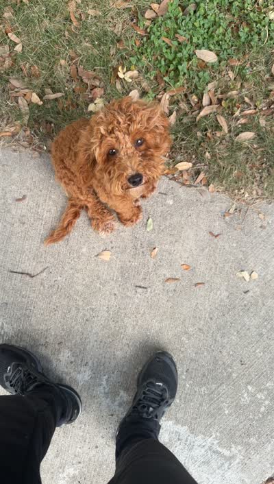 Bella, a female Miniature Goldendoodle for sale in The Colony, TX – 3 of 4