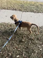 Sadie, a female Golden Retriever for sale in The Colony, TX – 4 of 5