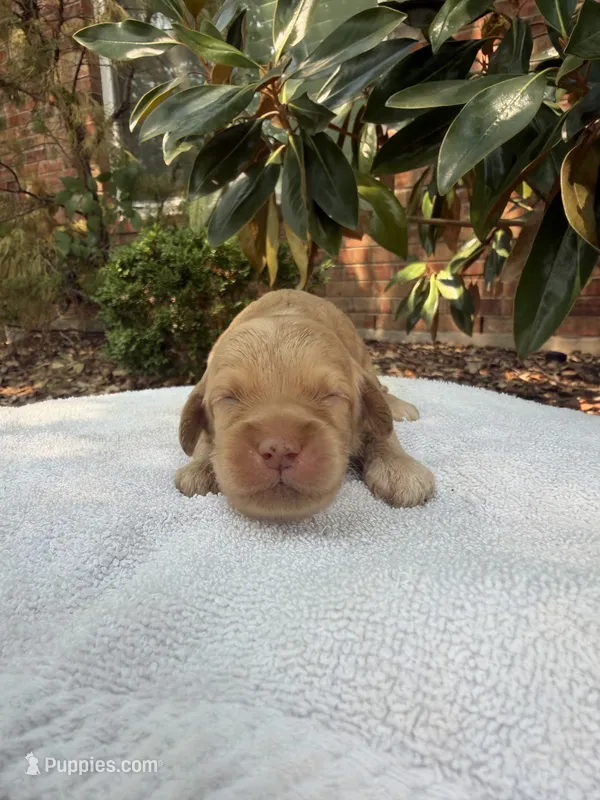 Ollie – Miniature Goldendoodle puppy for sale in The Colony, TX