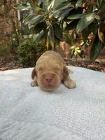 Ollie, a male Miniature Goldendoodle for sale in The Colony, TX – 1 of 4