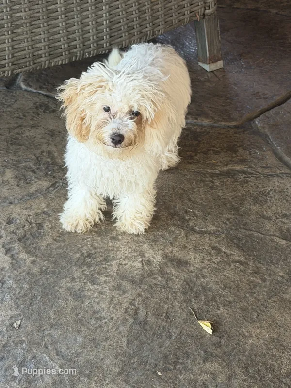 Teddy – Maltipoo puppy for sale in The Colony, TX