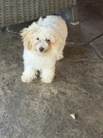 Teddy, a male Maltipoo for sale in The Colony, TX – 1 of 2