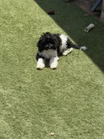Oreo, a male Miniature Goldendoodle for sale in The Colony, TX – 6 of 10