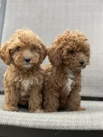 Red, a male Miniature Goldendoodle for sale in The Colony, TX – 2 of 9
