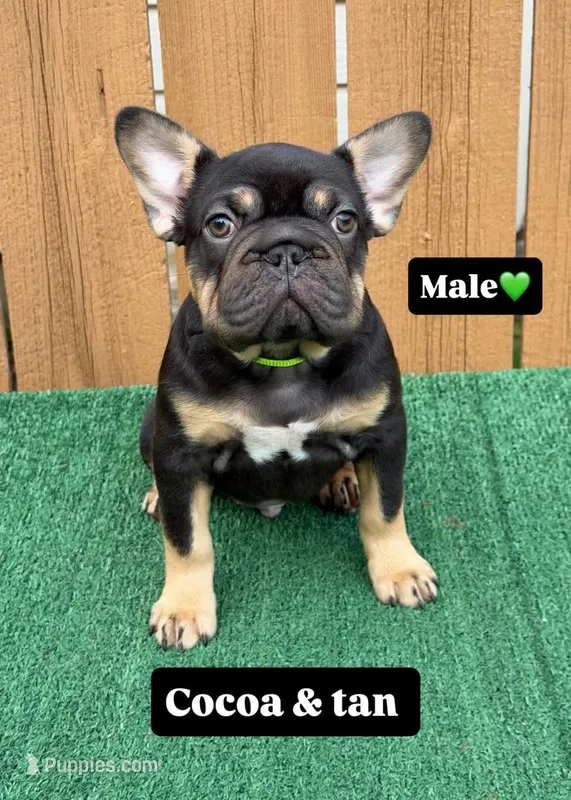 Hulk – French Bulldog puppy for sale in The Colony, TX