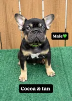 Hulk, a male French Bulldog for sale in The Colony, TX – 1 of 4