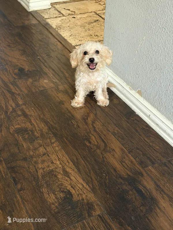 Ellie – Miniature Goldendoodle puppy for sale in The Colony, TX