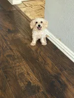 Ellie, a female Miniature Goldendoodle for sale in The Colony, TX – 1 of 1