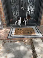 Hershey, a male Miniature Goldendoodle for sale in The Colony, TX – 8 of 9