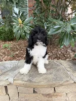Oreo, a male Miniature Goldendoodle for sale in The Colony, TX – 1 of 10