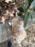 Lucy, a female Miniature Goldendoodle for sale in The Colony, TX – 3 of 6