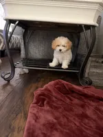 Teddy, a male Miniature Goldendoodle for sale in The Colony, TX – 4 of 4