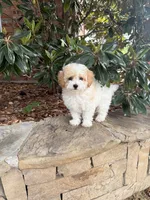 Teddy, a male Miniature Goldendoodle for sale in The Colony, TX – 1 of 4