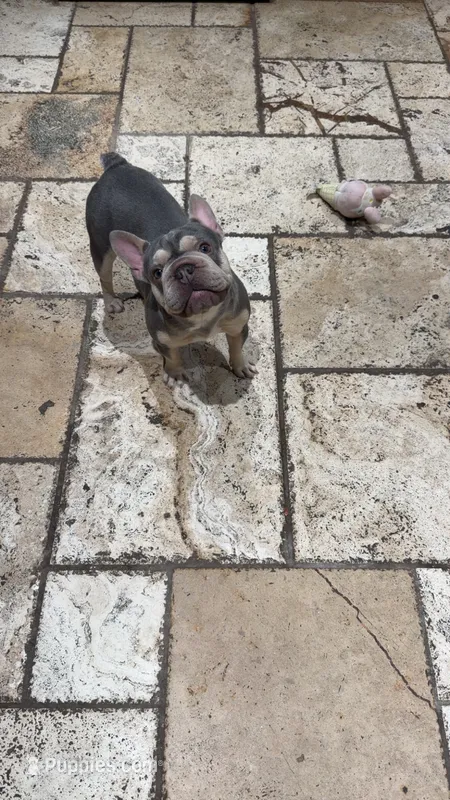 Silver – French Bulldog puppy for sale in The Colony, TX
