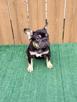 Hulk, a male French Bulldog for sale in The Colony, TX – 3 of 4