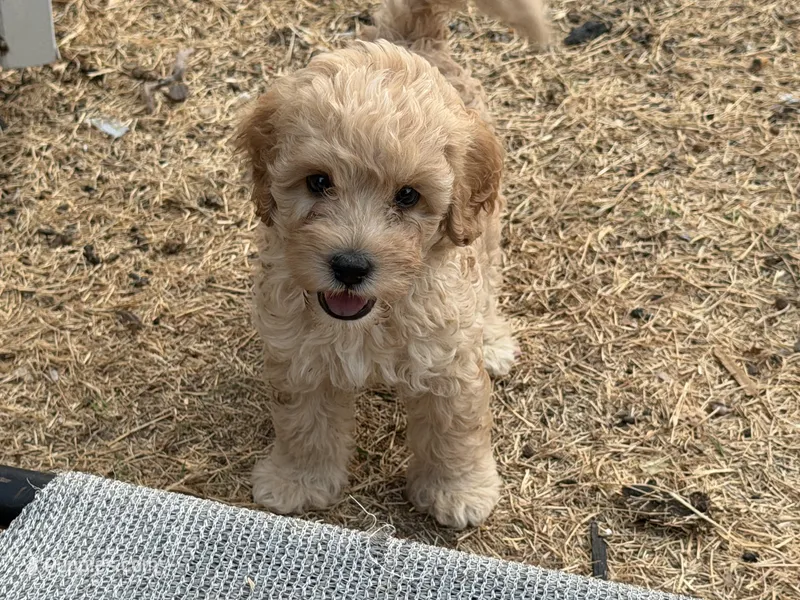 Tucker – Miniature Goldendoodle puppy for sale in The Colony, TX