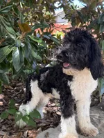 Oreo, a male Miniature Goldendoodle for sale in The Colony, TX – 4 of 4