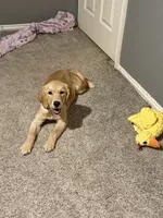 Sadie, a female Golden Retriever for sale in The Colony, TX – 5 of 5