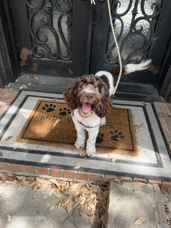 Hershey – Miniature Goldendoodle puppy for sale in The Colony, TX
