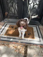 Hershey, a male Miniature Goldendoodle for sale in The Colony, TX – 1 of 9