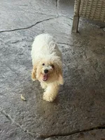 Teddy, a male Maltipoo for sale in The Colony, TX – 2 of 2