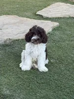 Hershey, a male Miniature Goldendoodle for sale in The Colony, TX – 2 of 10