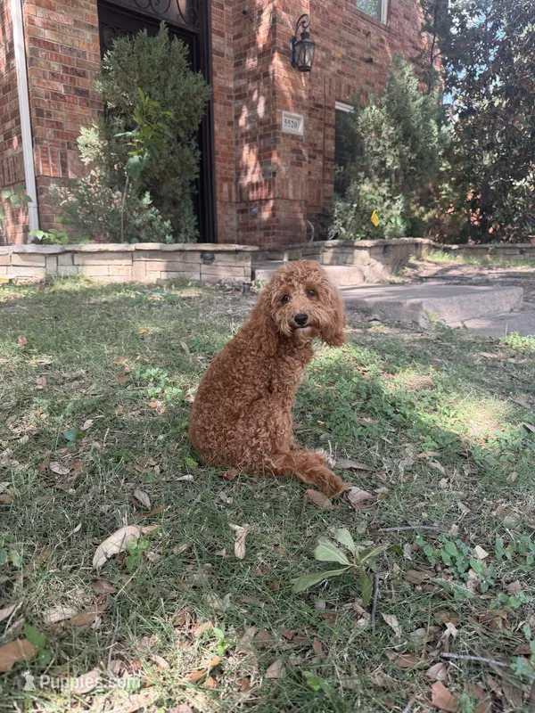 Bella – Miniature Goldendoodle puppy for sale in The Colony, TX