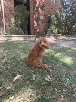 Bella, a female Miniature Goldendoodle for sale in The Colony, TX – 1 of 4