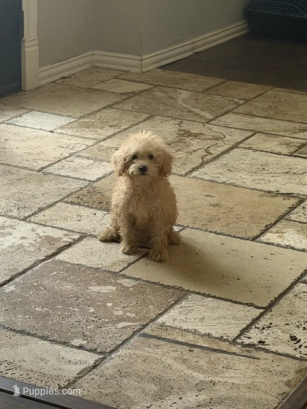 Ellie – Miniature Goldendoodle puppy for sale in The Colony, TX