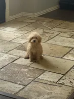 Ellie, a female Miniature Goldendoodle for sale in The Colony, TX – 1 of 1
