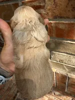Archie, a male Miniature Goldendoodle for sale in The Colony, TX – 5 of 5