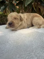 Archie, a male Miniature Goldendoodle for sale in The Colony, TX – 2 of 5