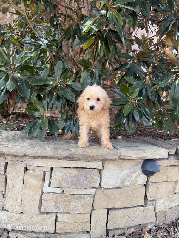 Ellie – Miniature Goldendoodle puppy for sale in The Colony, TX