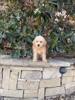 Ellie, a female Miniature Goldendoodle for sale in The Colony, TX – 1 of 2