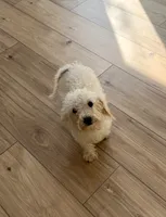 Lily, a female Poodle - Miniature  for sale in The Colony, TX – 2 of 2