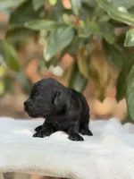Jet, a male Miniature Goldendoodle for sale in The Colony, TX – 4 of 4