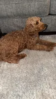 Bella, a female Miniature Goldendoodle for sale in The Colony, TX – 8 of 9