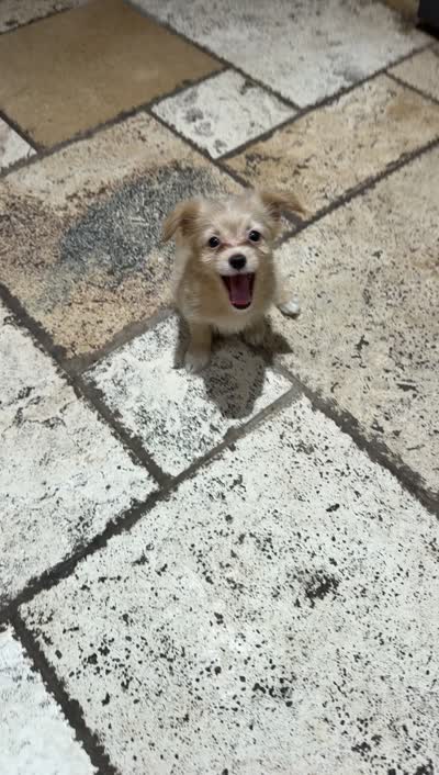 Lily, a female Malchi for sale in The Colony, TX – 3 of 3