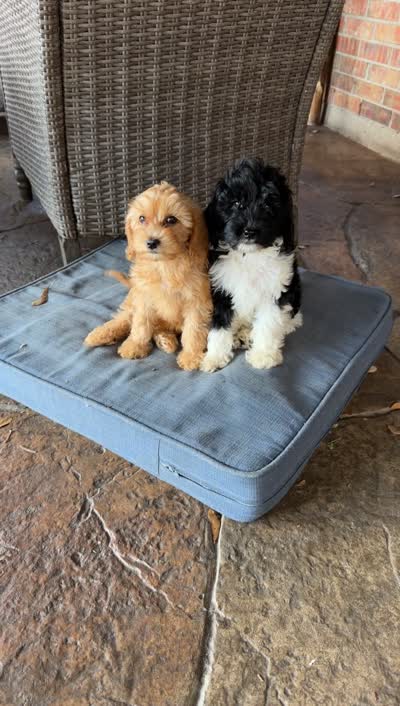 Oreo, a male Miniature Goldendoodle for sale in The Colony, TX – 10 of 10