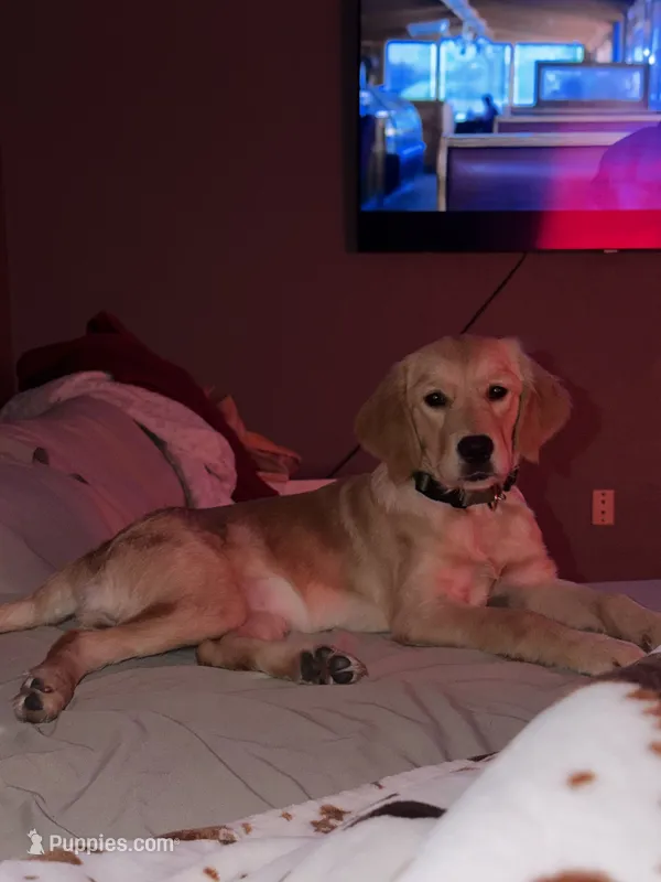Sadie – Golden Retriever puppy for sale in The Colony, TX