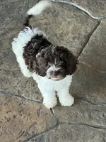 Hershey, a male Miniature Goldendoodle for sale in The Colony, TX – 4 of 10
