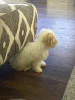 Teddy, a male Maltipoo for sale in The Colony, TX – 2 of 2