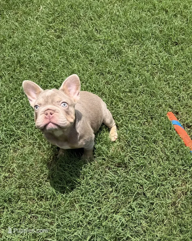 Isabella – French Bulldog puppy for sale in The Colony, TX