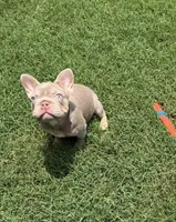 Isabella, a female French Bulldog for sale in The Colony, TX – 1 of 4