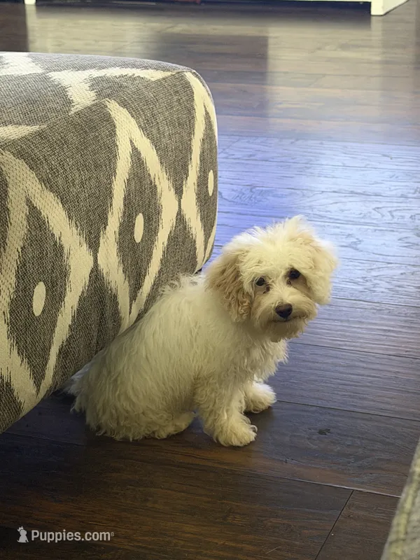 Teddy – Maltipoo puppy for sale in The Colony, TX