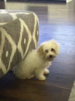 Teddy, a male Maltipoo for sale in The Colony, TX – 1 of 2